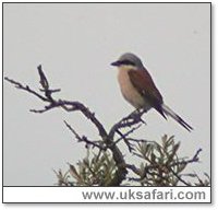 Red-Backed Shrike - Photo � Copyright 2005 Steve Botham: s.botham@ntlworld.com