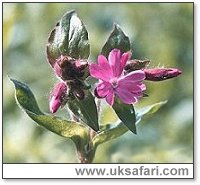 Red Campion - Photo � Copyright 2001 Gary Bradley