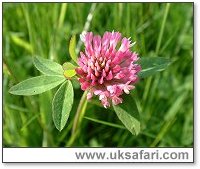 Red Clover - Photo � Copyright 2004 Gary Bradley