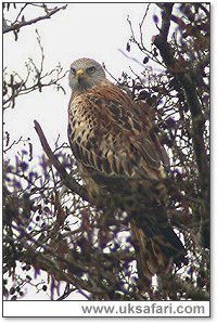 Red Kite - Photo � Copyright 2005 Steve Botham
