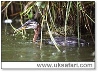 Red-Necked Grebe - Photo � Copyright 2005 Graeme Silburn