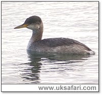 Photo � Copyright 2005 Steve Botham: s.botham@ntlworld.com