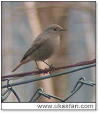 Black Redstart - Photo � Copyright 2005 Steve Botham: s.botham@ntlworld.com