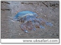 Rhizostoma Octopus - Photo � Copyright 2003 Gary Bradley