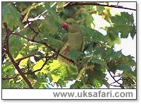 Ring-Necked Parakeet - Photo � Copyright 2000 Gary Bradley