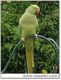 Parakeet on a garden bird feeder - Photo � Copyright 2004 Sally Blackwell