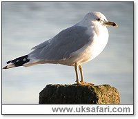 Photo � Copyright 2006 Steve Botham: s.botham@ntlworld.com