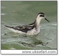Photo � Copyright 2005 Steve Botham: s.botham@ntlworld.com