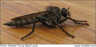 Robber Fly - Photo � Copyright 2008 Mike Lucie