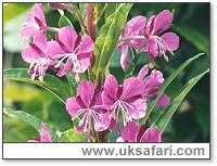 Rosebay Willowherb - Photo � Copyright 2001 Gary Bradley