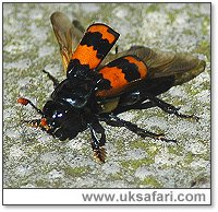 Sexton Beetle - Photo � Copyright 2004 Perry Lambert