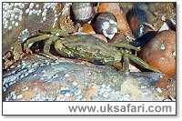 Shore Crab - Photo � Copyright 2003 Gary Bradley