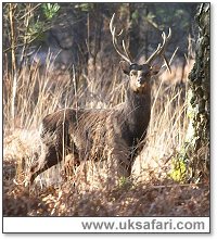 Male Sika Deer - Photo � Copyright 2005 Steve Lobley