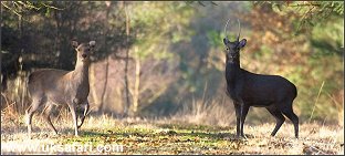 Sika Deer - Photo � Copyright 2005 Steve Lobley