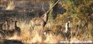 Sika Deer - Photo � Copyright 2005 Steve Lobley