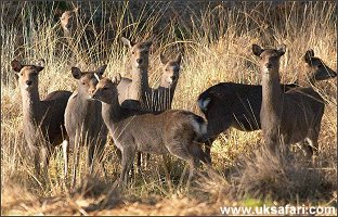 Female Sika Deer - Photo � Copyright 2005 Steve Lobley