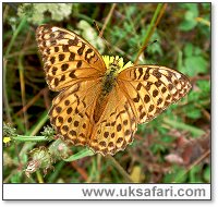 Silver-Washed Fritillary - Photo � Copyright 2006 Gary Bradley