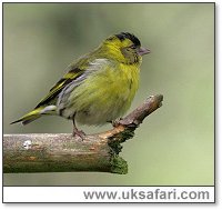 Siskin - Photo � Copyright 2006 Dean Eades