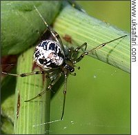 Mothercare spider - Photo � Copyright 2008 Gary Bradley