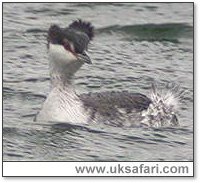 Photo � Copyright 2005 Steve Botham: s.botham@ntlworld.com