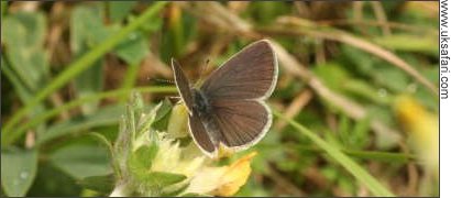 Female Small Blue Butterfly - Photo � Copyright 2008 Philip Bland