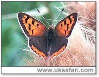 Small Copper Butterfly - Photo � Copyright 2000 Gary Bradley