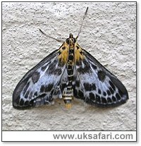 Small Magpie Moth - Photo � Copyright 2007 Perry Lambert