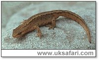 Smooth Newt - Photo � Copyright 2001 Gary Bradley
