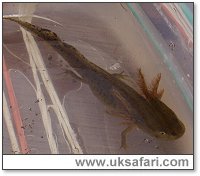 Young Smooth Newt - Photo � Copyright 2004 Daisy Horton