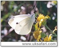Small White - Photo � Copyright 2003 Gary Bradley