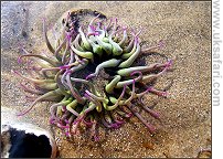 Snakelocks Anemone - Photo � Copyright 2007 Sophia Winters