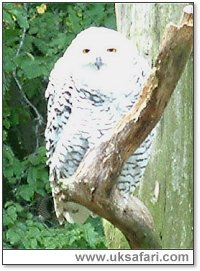 Snowy Owl - Photo � Copyright 2005 G. Bradley