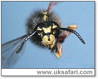 Wasp - Photo � Copyright 2001 Gary Bradley