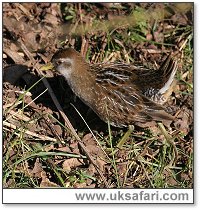 Sora - Photo � Copyright 2006 Dan Eades