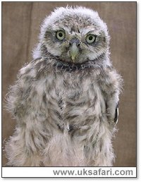 Little Owl - Photo � Copyright 2004 Julie Finnis