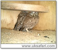 Orphaned Little Owls - Photo � Copyright 2004 Julie Finnis