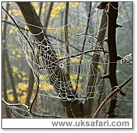 Spider Web - Photo � Copyright 2002 Gary Bradley