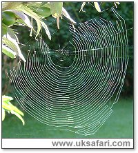 Web - Photo � Copyright 2005 Gary Bradley