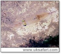 Squid - Photo � Copyright 2006 Mark Henry