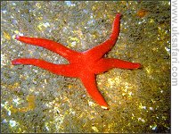 Starfish - Photo � Copyright 2008 Geoff Tervet