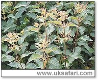 Stinging Nettles - Photo � Copyright 2004 Gary Bradley