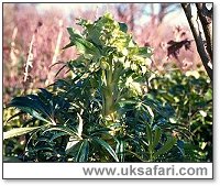 Stinking Hellebore - Photo � Copyright 2000 Gary Bradley