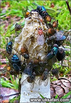 Stinkhorn Fungi - Photo � Copyright 2004 Helen Shannon