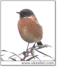 Stonechat - Photo � Copyright 2005 Steve Botham: s.botham@ntlworld.com