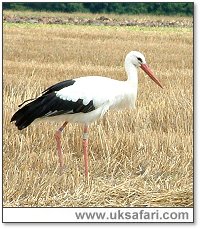 Stork - Photo � Copyright 2005 Gary Bradley
