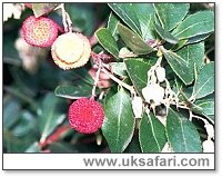 Strawberry Tree - Photo � Copyright 2001 Gary Bradley