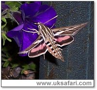 Striped Hawk-Moth - Photo � Copyright 2005 Curtis Shuck