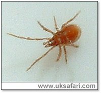 Underside of a tick - Photo � Copyright 2005 Gary Bradley