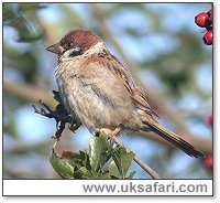 Tree Sparow - Photo � Copyright 2004 Steve Botham