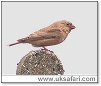 Trumpeter Finch - Photo � Copyright 2005 Steve Botham: s.botham@ntlworld.com